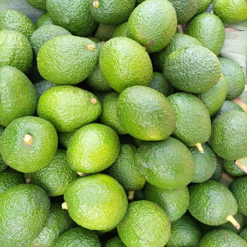 Fuerte Avocados from Kenya